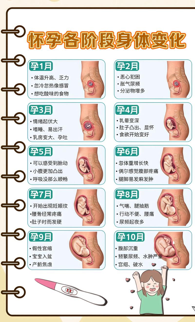 揭秘供卵代孕妈妈怀孕小腹分两节，孕期变化的奥秘虹口代生机构:
